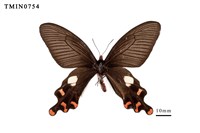 藏品(多姿麝鳳蝶)的圖片